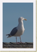 DSC_4988 Puget Sound Gull * 1102 x 1654 * (469KB)